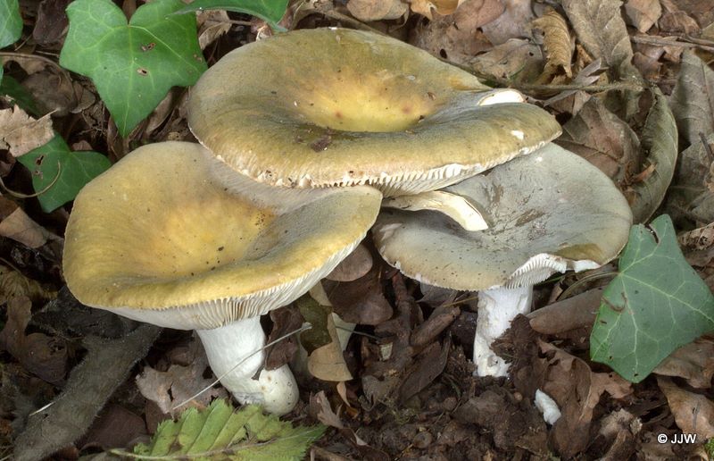 Russula grisea